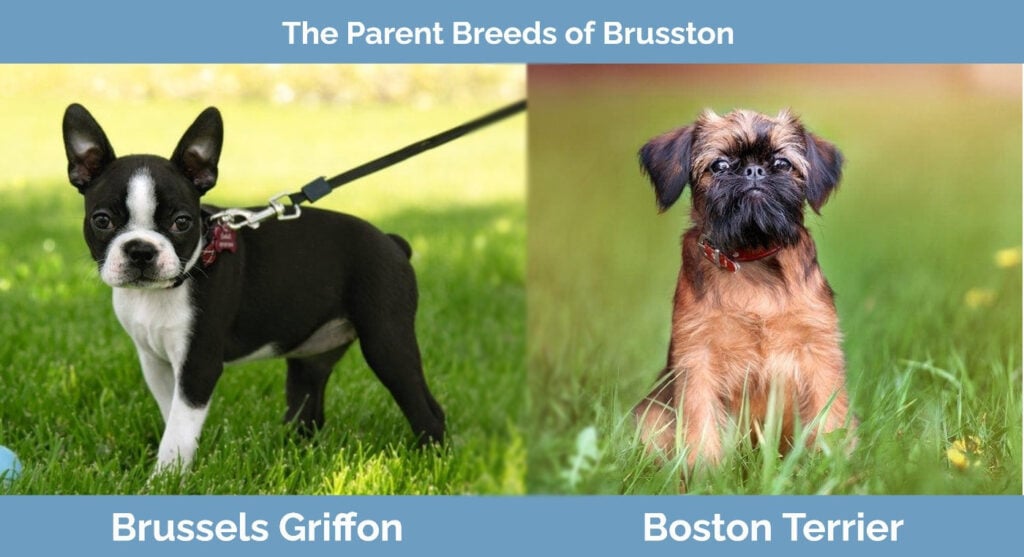 The parent breeds of Brusston