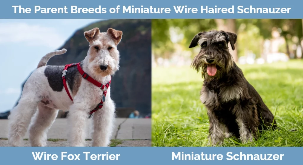 The parent breeds of Miniature Wire Haired Schnauzer