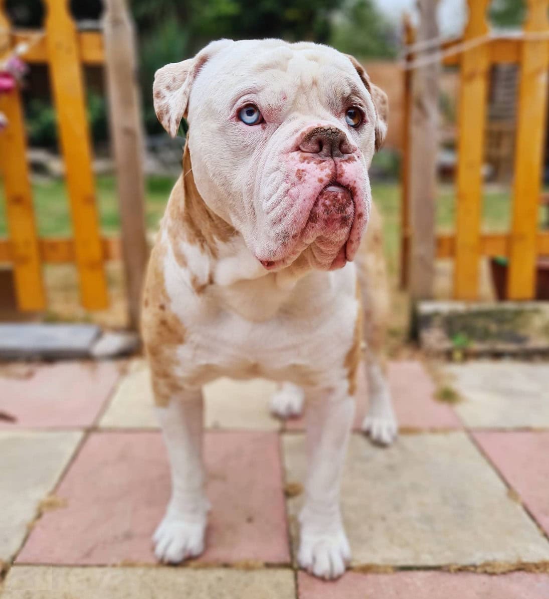 alapaha blue blood bulldog in the park
