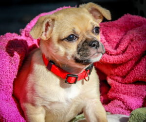 Chug Dog (Chihuahua & Pug Mix): Info, Pictures, Facts, Traits Hepper