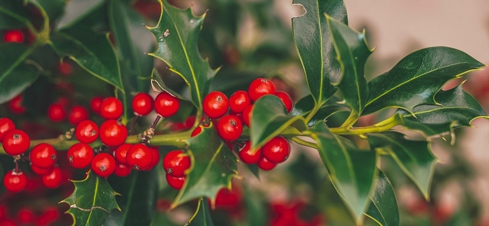 Holly toxic to cats