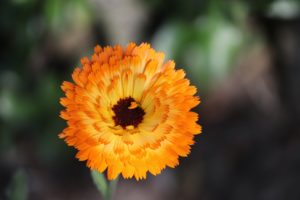 Are Marigolds Poisonous to Cats? Vet-Reviewed Info to Keep Your Cat