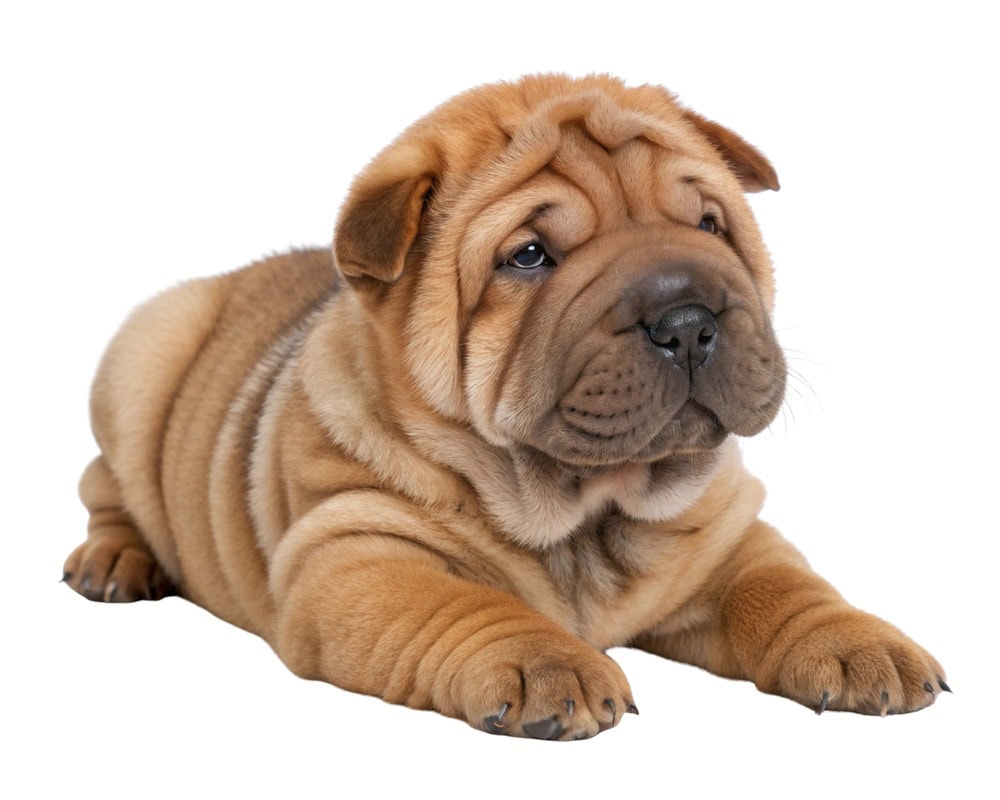 English Bulldog Brown and white sleep isolated on white background.