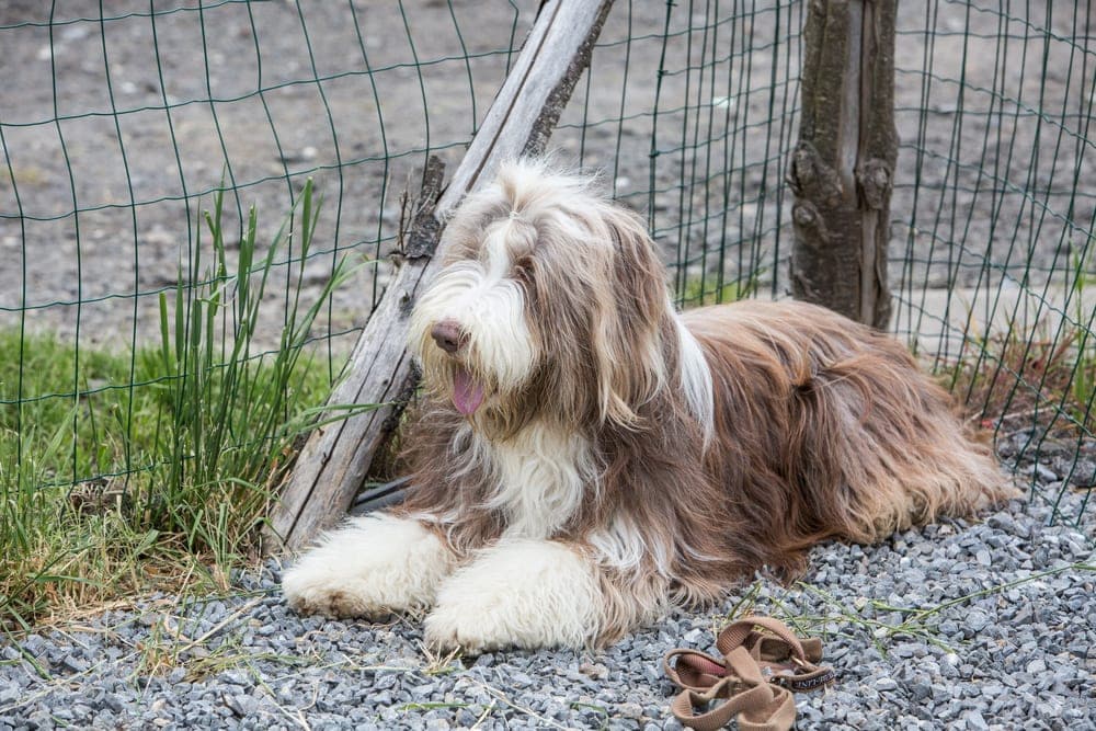 bouvier des flandres fawn