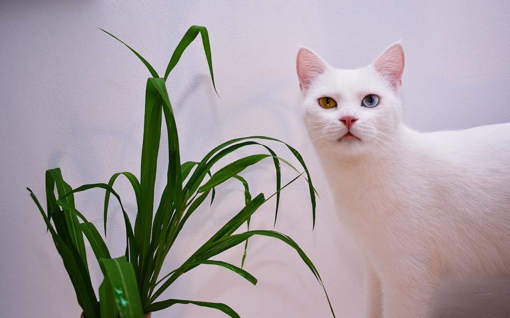 white cat with house plant