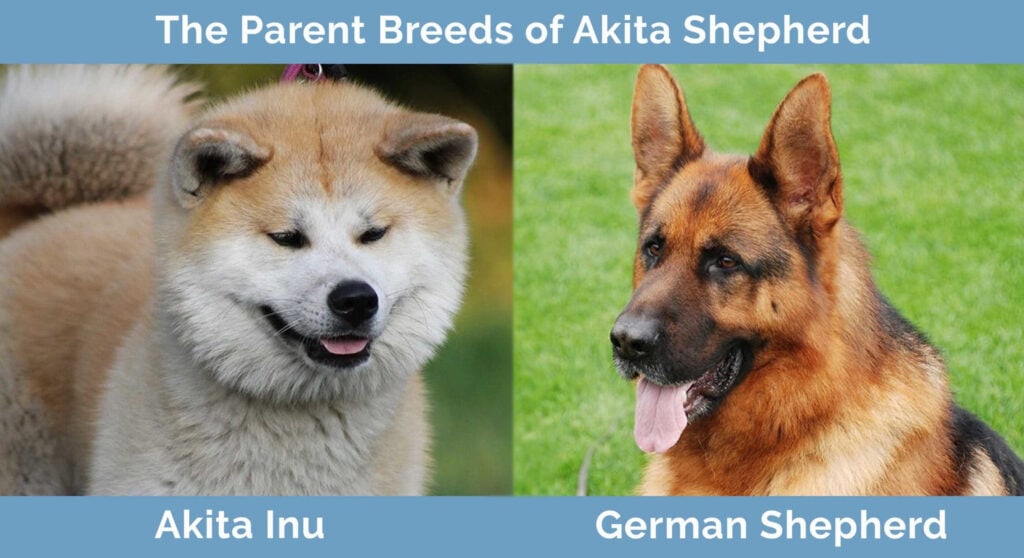 The parent breeds of Akita Shepherd