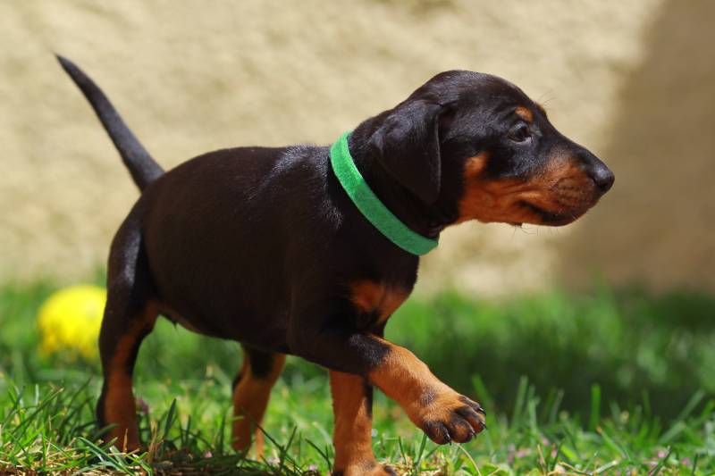 Manchester Terrier puppy outdoors