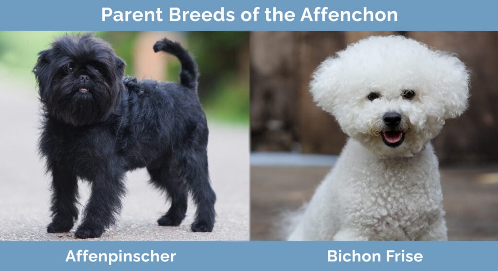 Parent Breeds of the Affenchon