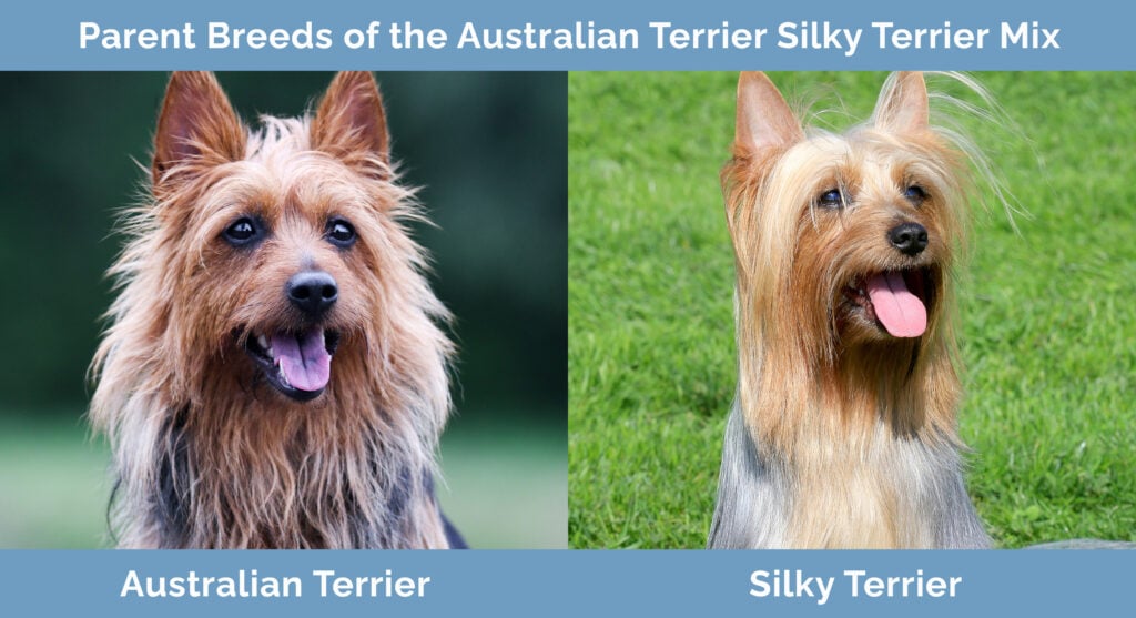 Parent Breeds of the Australian Terrier Silky Terrier Mix