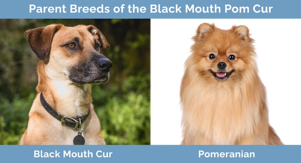 Parents of the Black Mouth Pom Cur