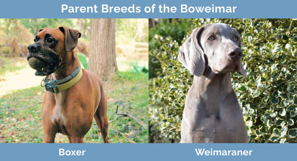 Parent Breeds of the Boweimar