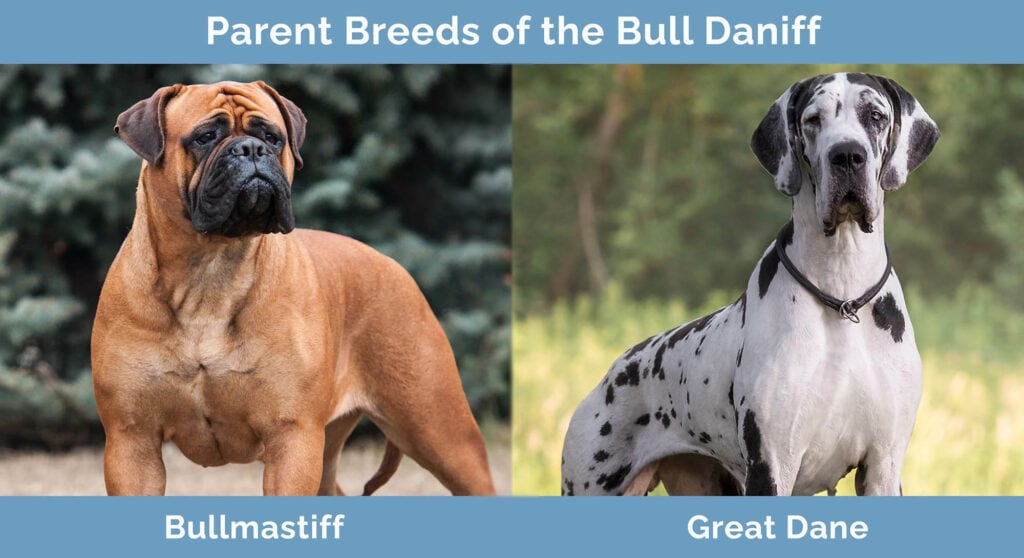 Parent Breeds of the Bull Daniff