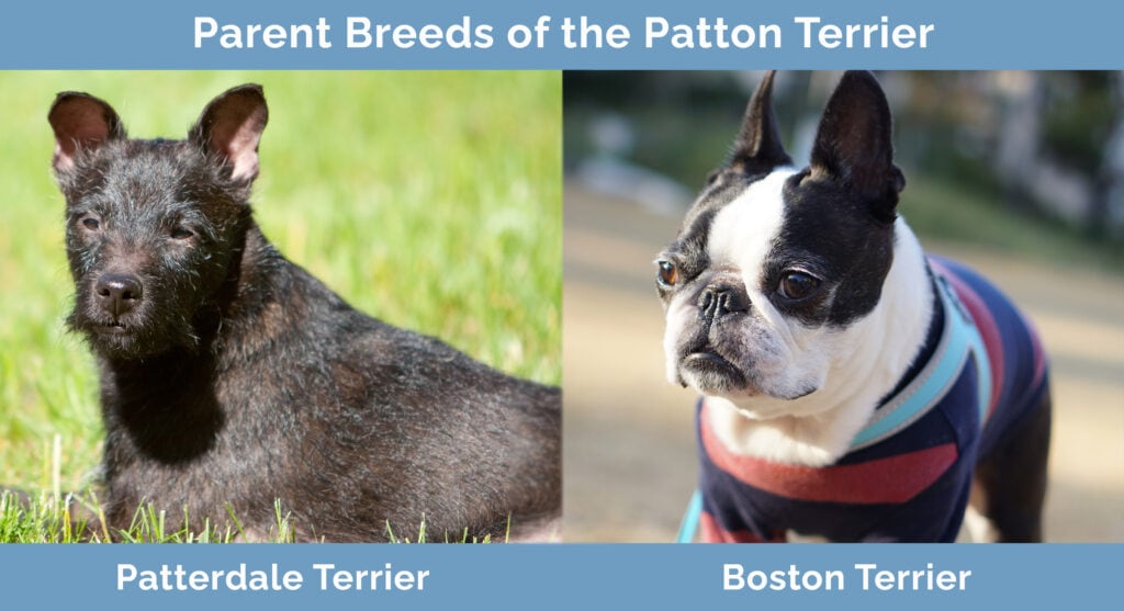 Parent Breeds of the Patton Terrier