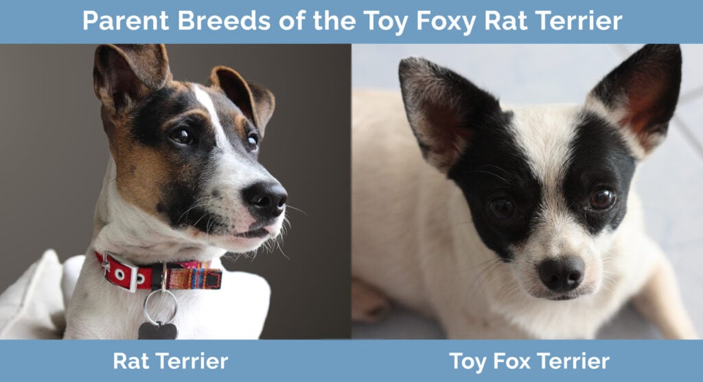 Parent Breeds of the Toy Foxy Rat Terrier