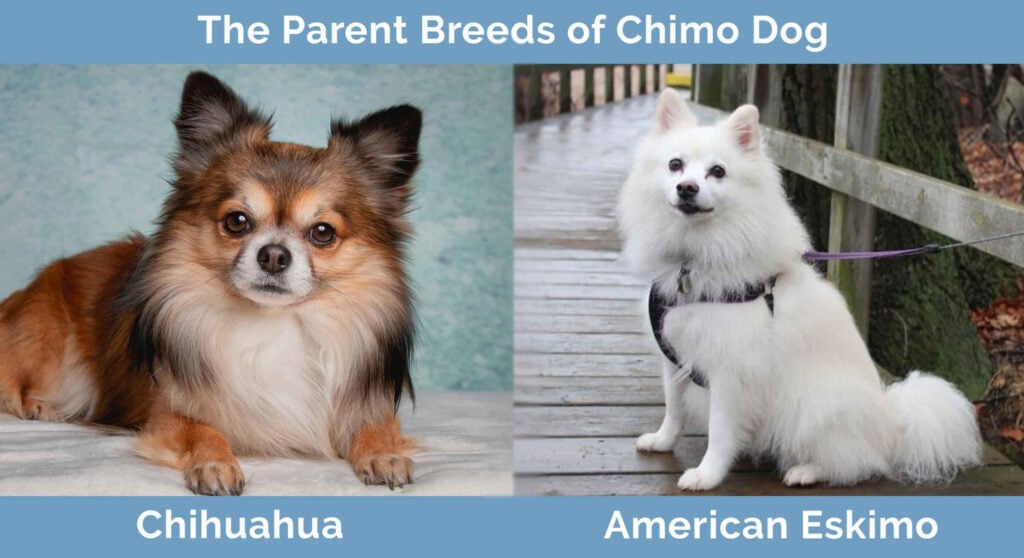 Parent breeds of Chimo