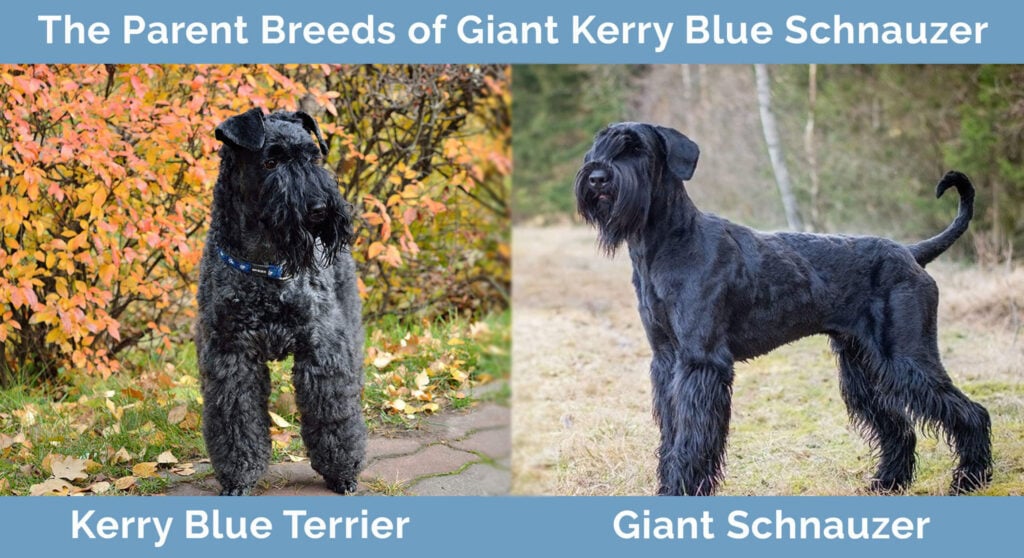Parent breeds of Giant Kerry Blue Schnauzer