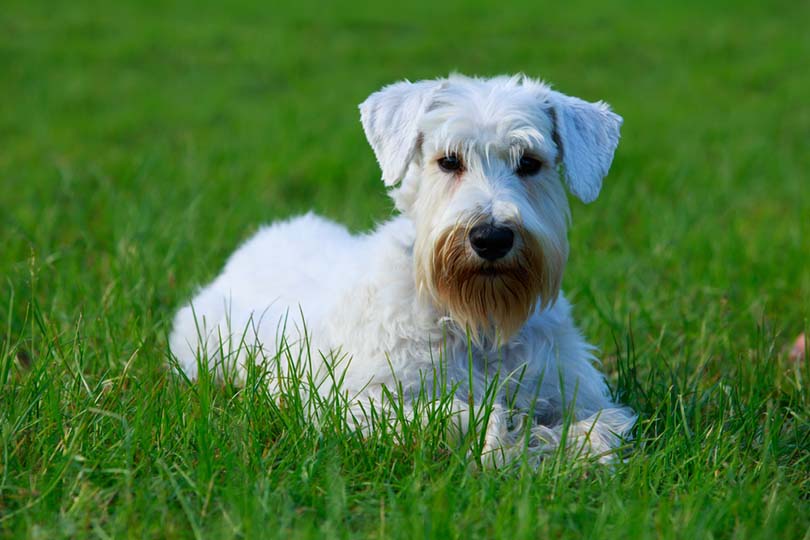 Sealyham Terrier lying on grass