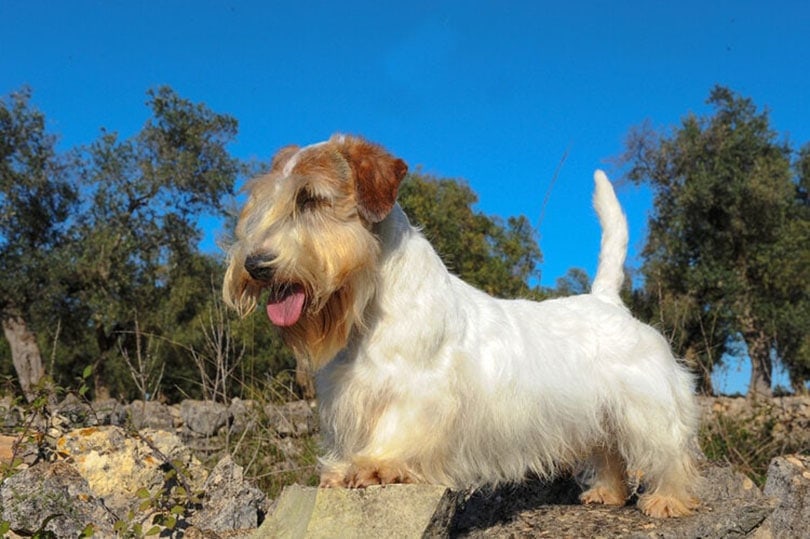Sealyham Terrier walking outdoor