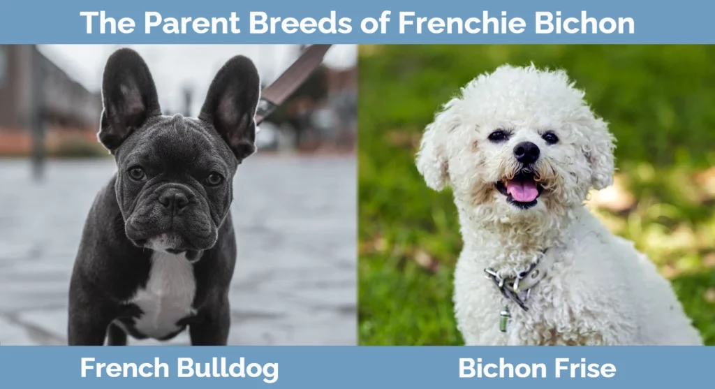 The parent breeds of Frenchie Bichon