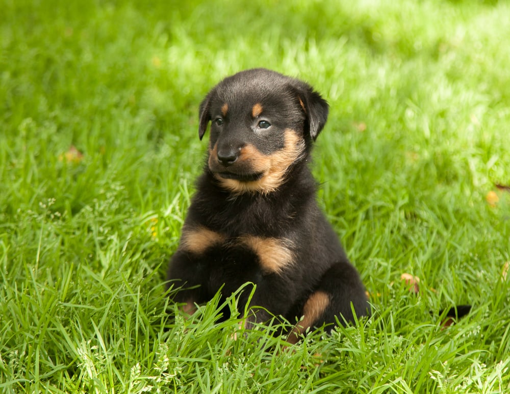 Beauceron puppy
