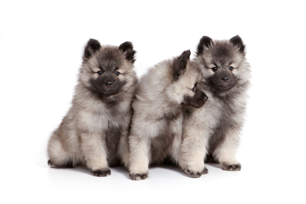 grey German Wolf spitz the Keeshond puppies