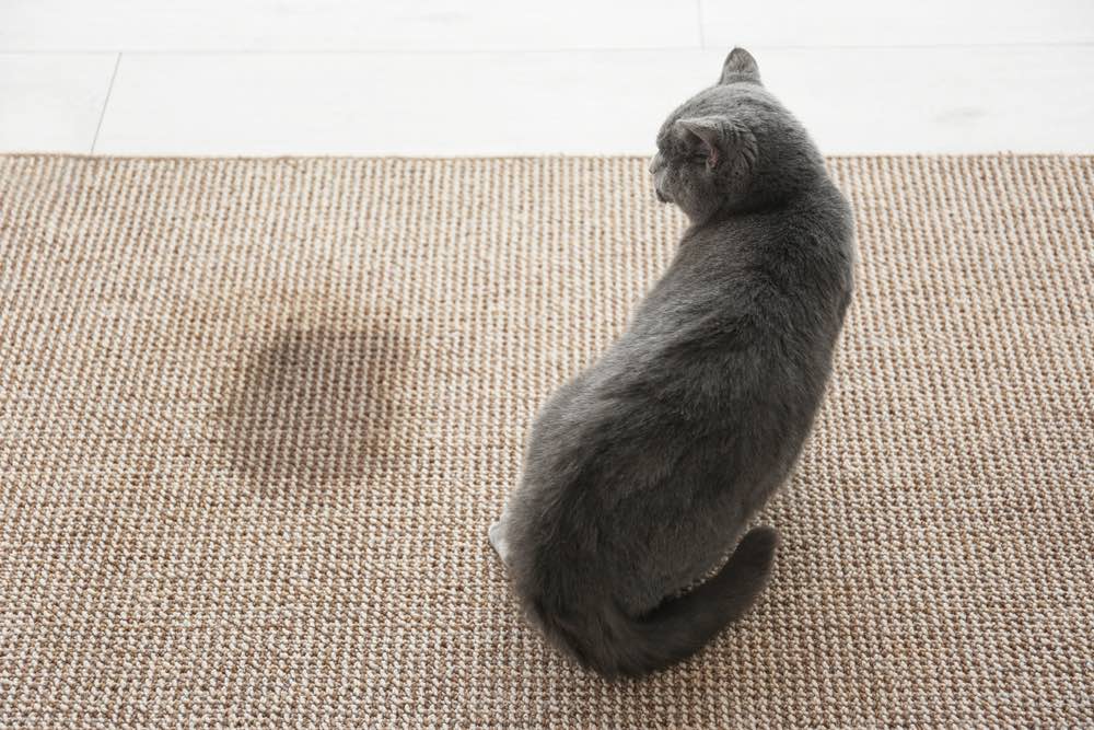 Cute grey cat on carpet near wet spot pee