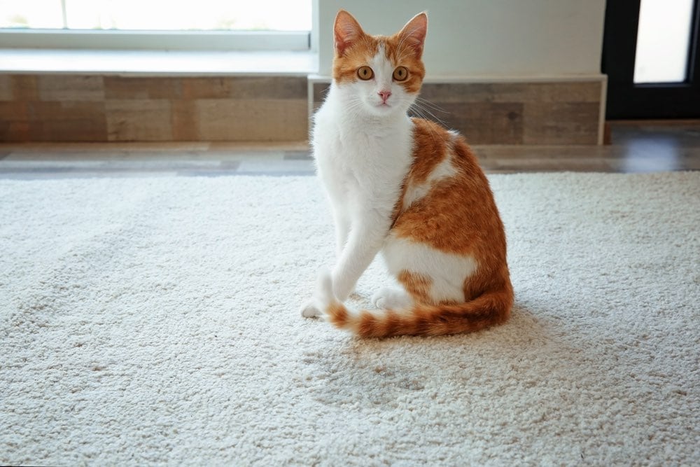 orange cat next to wet spot pee on carpet