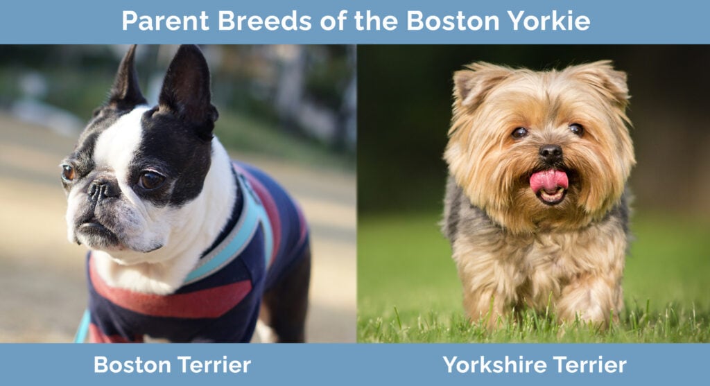 Parent Breeds of the Boston Yorkie