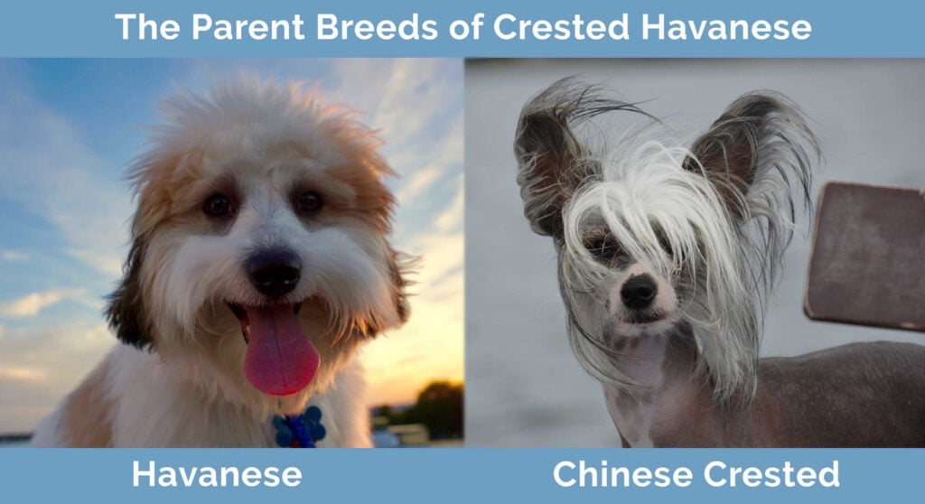 Parent Breeds of the Crested Havanese