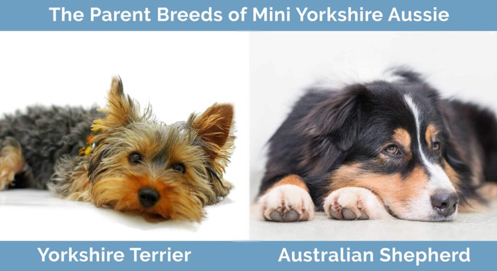Parent Breeds of the Mini Yorkshire Aussie