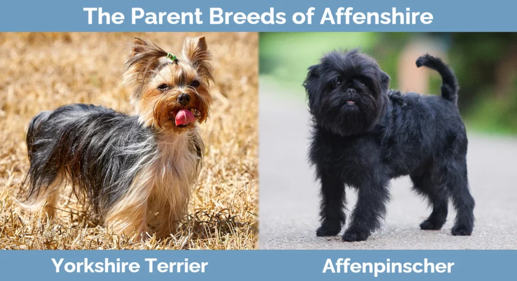 The parent breeds of Affenshire