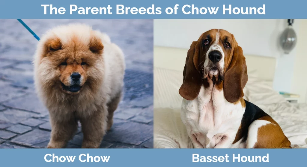 The parent breeds of Chow Hound