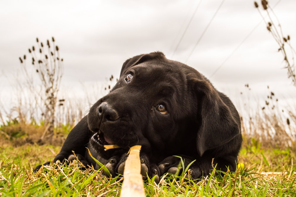 puppy presa canario