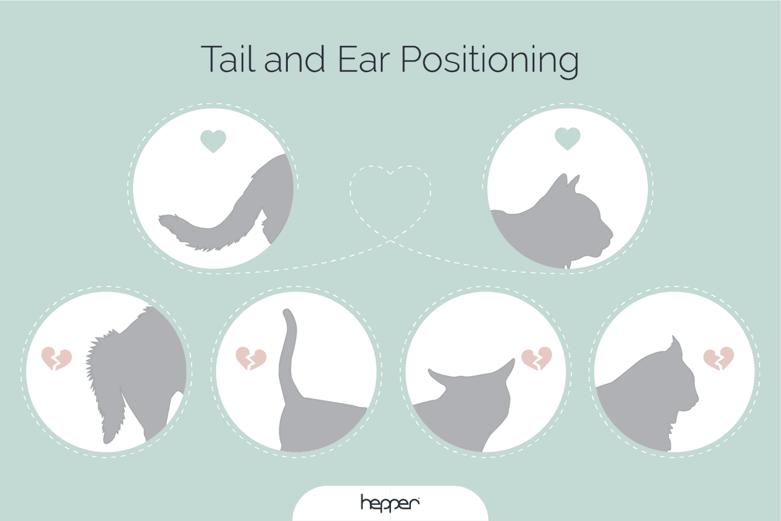 Cat Communication 101: Cat Body Language & Meowing | Hepper Pet Resources