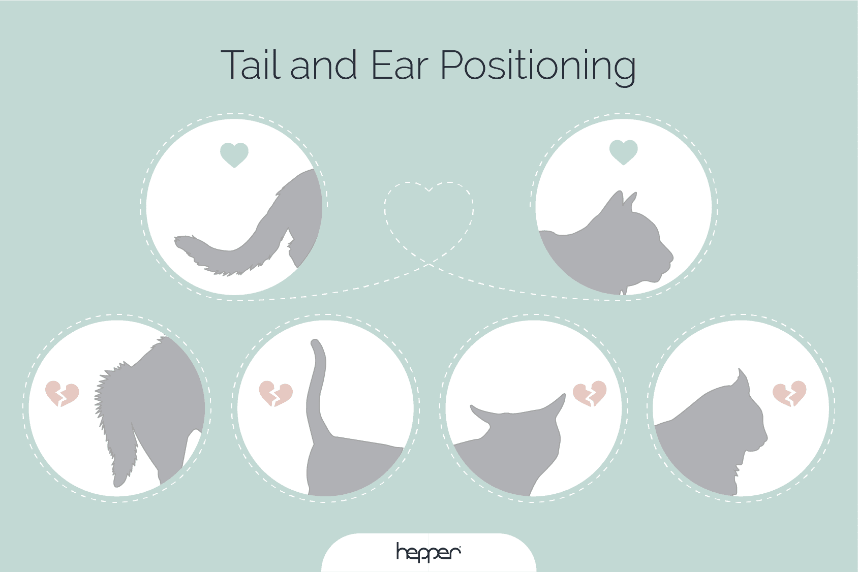 cat body language tail and ear