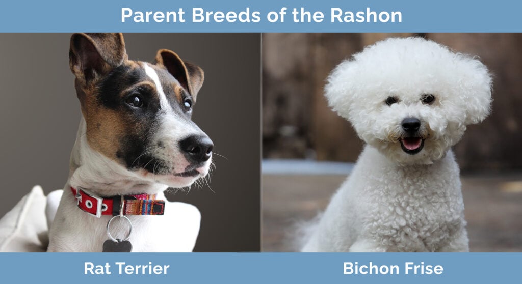 Parent Breeds of the Rashon