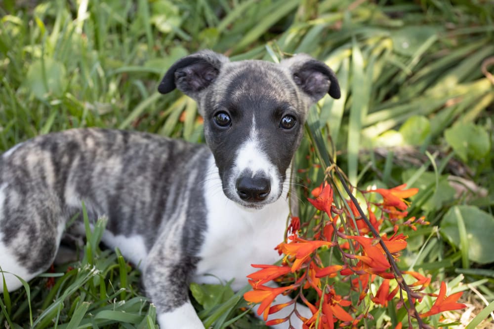Pure breed brindle whippet puppy