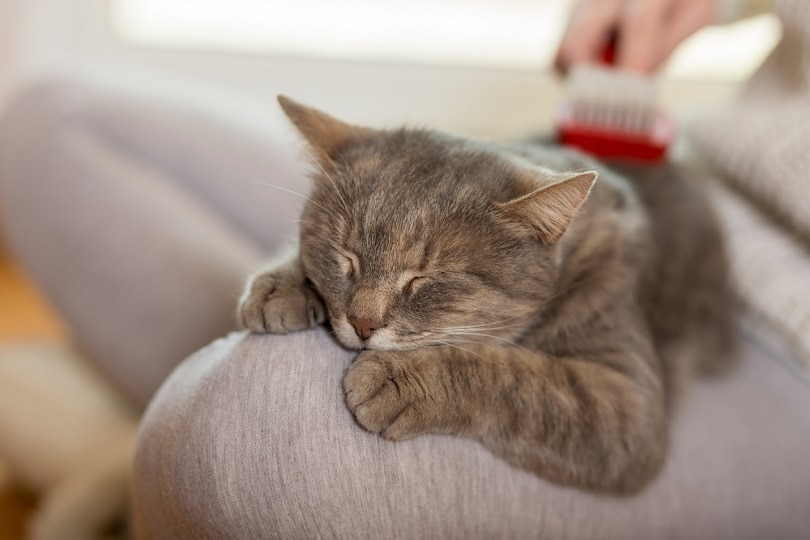 cat sleeping on owner