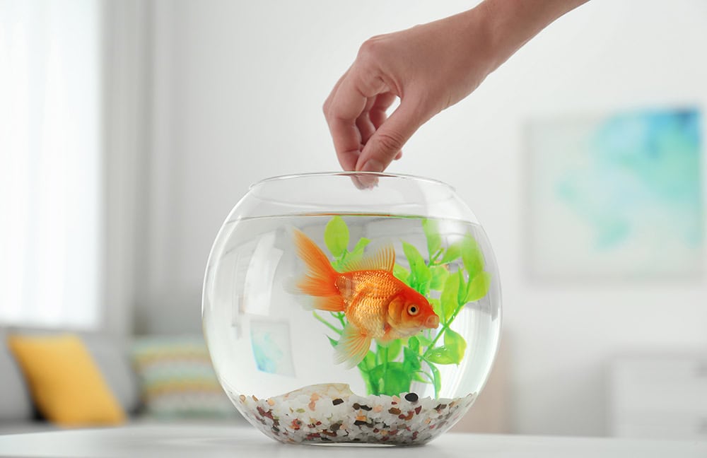 person feeding goldfish in the bowl