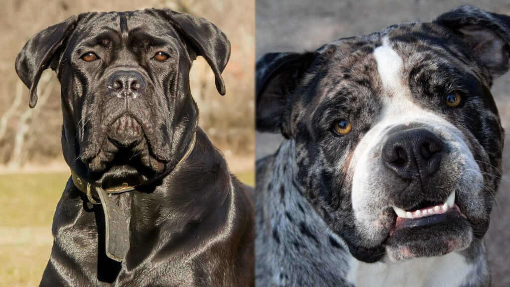 Blue Blood Cane Corso Mix