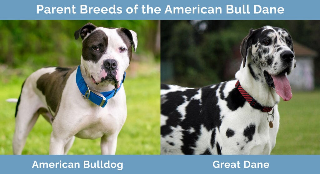 Parent Breeds of the American Bull Dane