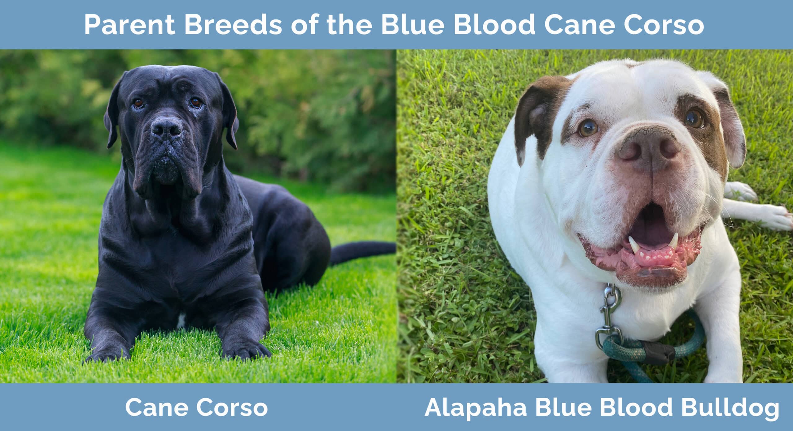 Parent Breeds of the Blue Blood Cane Corso