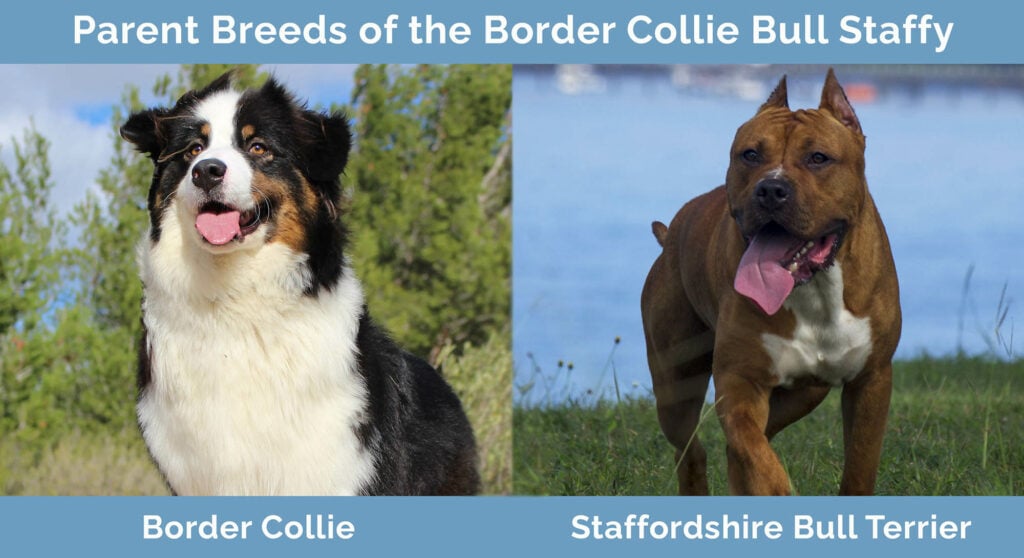 Parent Breeds of the Border Collie Bull Staffy