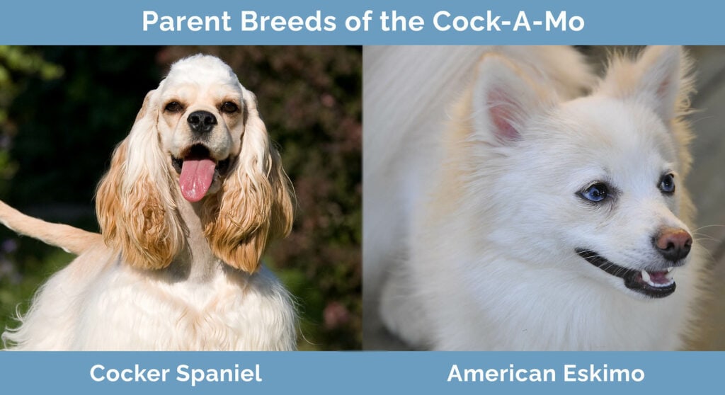 Parent Breeds of the Cock-A-Mo