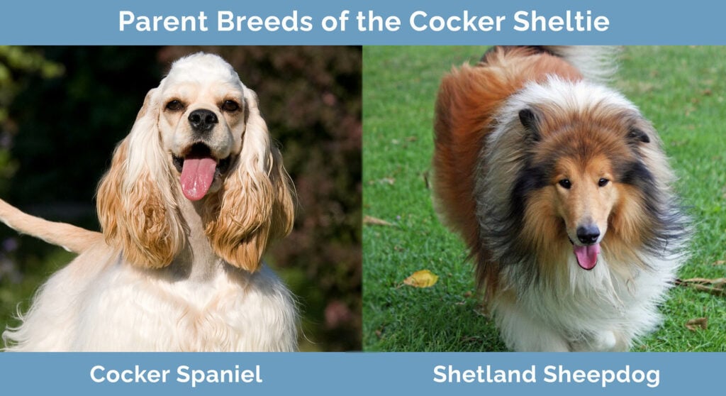 Parent Breeds of the Cocker Sheltie