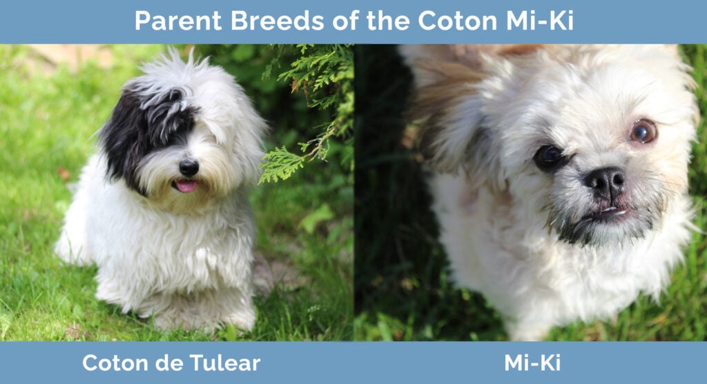 Parent Breeds of the Coton Mi-Ki