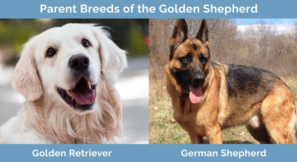 Parent Breeds of the Golden Shepherd