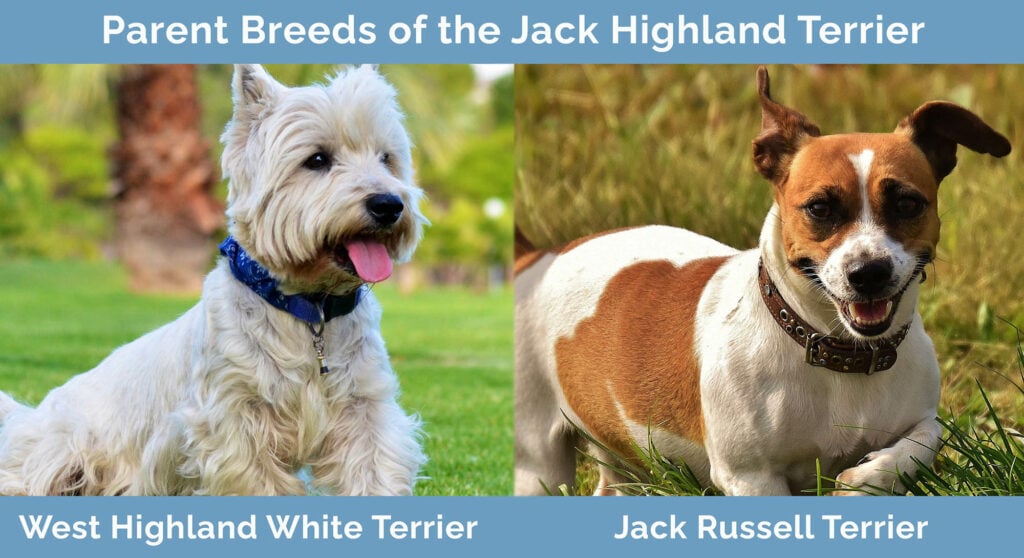 Parent Breeds of the Jack Highland Terrier