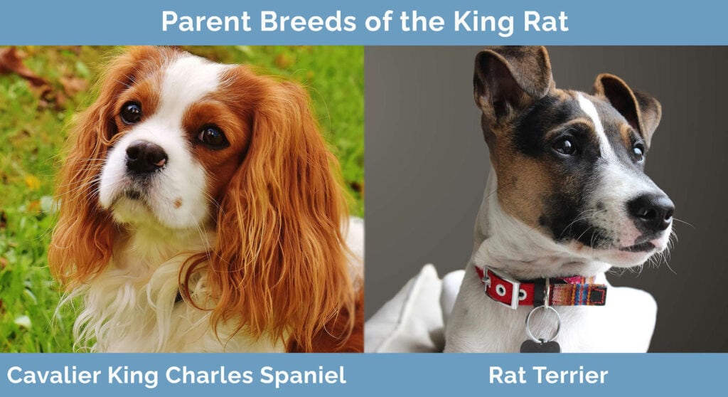 Parent Breeds of the King Rat