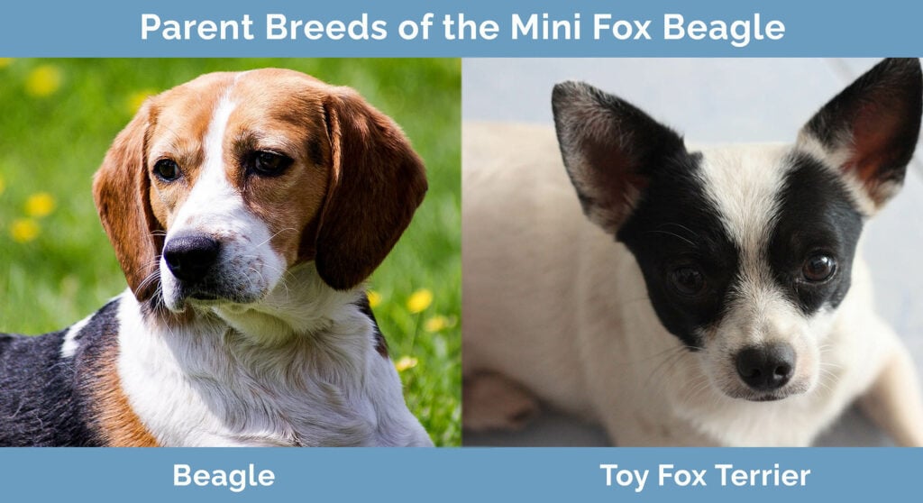 Parent Breeds of the Mini Fox Beagle